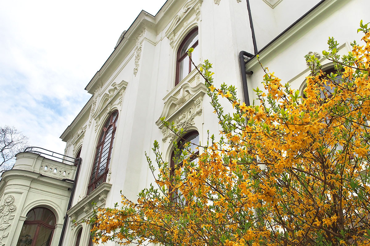 Johannispark Pflegezentrum Suhl: Eröffnung der Bratwurstsaison 2017: Forsythie (Foto: Manuela Hahnebach)