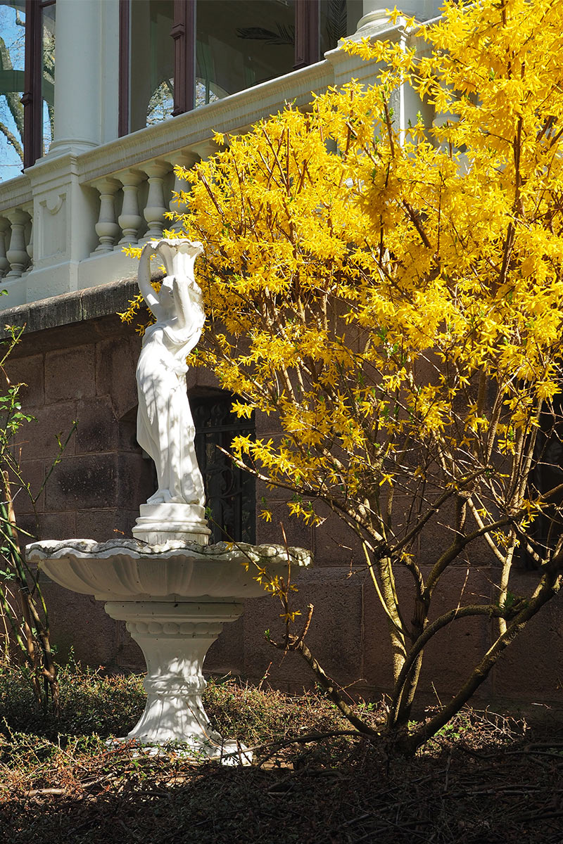 Johannispark Pflegezentrum Suhl: Frühlingsfest 2018: Forsythie im Innenhof (Foto: Manuela Hahnebach)