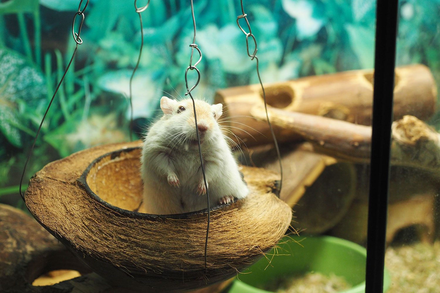 Johannispark Pflegezentrum Suhl: Frühlingsfest 2019: Haustier (Foto: Manuela Hahnebach)